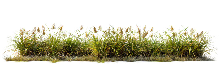Meadow grass row prairie cutout transparent background 3d rendering png file