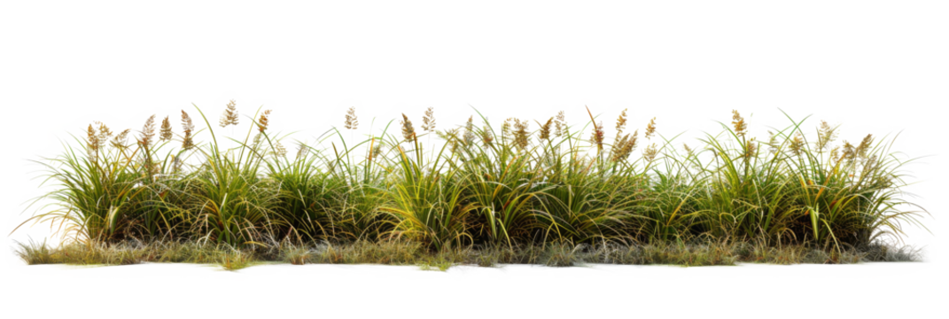Meadow grass row prairie cutout transparent background 3d rendering png file