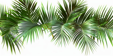 Green palm leaves realistic corner layout on transparent backgrounds 3d illustrations png