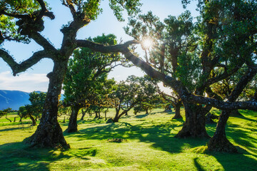 Centuries-old til trees in fantastic magical idyllic Fanal Laurisilva forest on sunset. Madeira island, Portugal