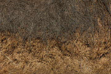 Surface of dry herbs in the field, close -up.