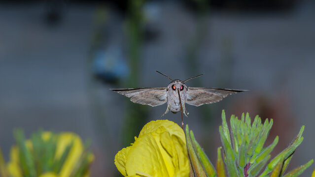 Butterfly Agrius convolvuli collects a flower nectar.