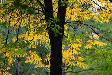 Dark tree trunk against the background of autumn foliage.