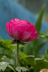 Pink ranunculus flower close-up, top view, garden flowers