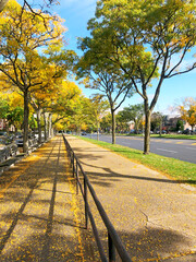 An alleyway covered with leaves in early fall.