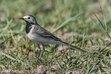 Detailed Close-Up of a Yellow Wagtail Perched on Grass, Capturing Its Vibrant Color and Graceful Posture