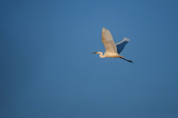 Great Egret Soaring in the Clear Blue Sky, Majestic and Graceful in Its Natural Habitat