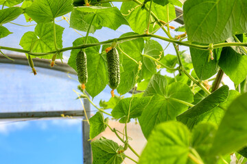 Young short-fruited cucumbers with lumpy skin against a background of blue sky. Ripe cucumbers on a branch in a greenhouse.