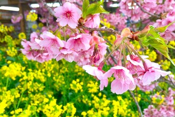 Beautiful cherry blossoms and rape blossoms in Japan