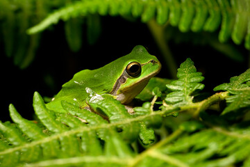 Europäischer Laubfrosch sitzt in einem Farn // European tree frog (Hyla arborea)