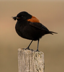 Colegial Austral (Lessonia rufa)