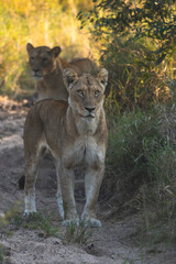 A lioness standing tall with another female lion standing behind her, Greater Kruger. 