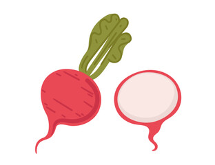 Fresh red radish, whole with green leaves and halved with reveled white flesh. Suitable for health-focused content, culinary uses in recipes, and vegetable-themed projects. Flat vector illustration