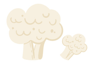 Fresh cauliflower, shown whole and sectioned to highlight its white florets. Perfect for healthy eating promotions, culinary uses in recipes, and vegetable-focused content. Vector illustration