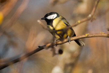 Obraz premium Great Tit Perched on a Branch in Sunlight, Highlighting Its Vibrant Plumage and Natural Elegance in a Serene Woodland Setting