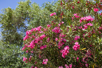 Beautiful seaside landscape in the area of ​​Aliki / Alyki island of Thassos Greece.
