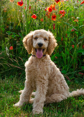 poodle puppy sitting in flowers