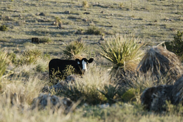 Black beef cow in New Mexico ranch pasture for agriculture.