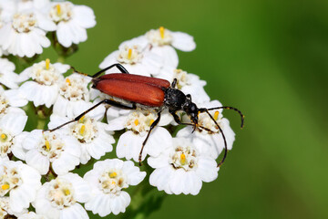 Anastrangalia sanguinolenta