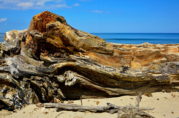 drewno na plaży na tle morza, kawałek drwena na plaży, malowniczy pejzaż nadmorski, log on the sand on the sea shore, beach scene with a large log and sand © kateej