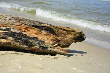 drewno na plaży na tle morza, kawałek drwena na plaży, malowniczy pejzaż nadmorski, log on the sand on the sea shore, beach scene with a large log and sand © kateej