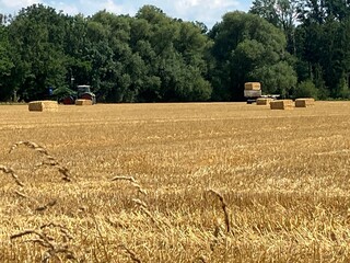 Fototapeta premium Abgeerntetes Kornfeld in Wickede an der Ruhr