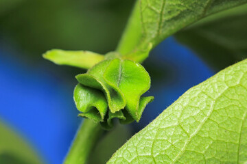 greater quaking grass plant macro photo