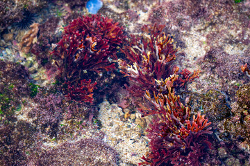 Beautiful colorful coral reefs on the beach