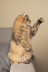A fluffy cat stands on its hind legs on a couch, looking upwards with raised paws, appearing curious and playful