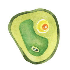 Chlorella illustration featuring a single green algae cell with detailed structure. Seaweed superfood Watercolor clipart for educational materials, wellness products, and scientific illustrations.