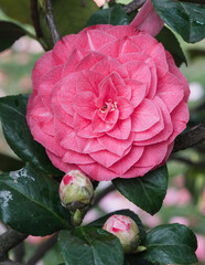 Beautiful vibrant pink Japanese Camellia flowers, Camelia Japonica in the Japanese garden,...