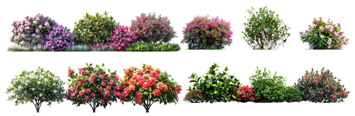 Fototapeta premium Bushes Variety Lavender, Rose, and Rhododendron in Bright Studio Style cut out PNG on transparent 