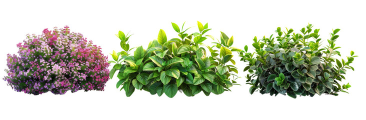  Bush  Small Basil, Medium Daphne, Large Barberry, Studio Shotcut out PNG on transparent 