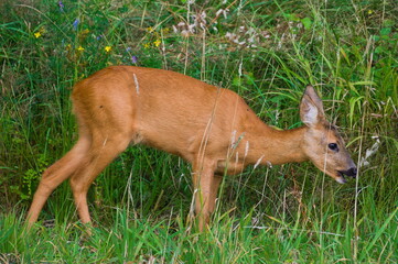 Capreolus capreolus european roe deer female on a field. Open mouth.