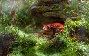 A red frog rests amidst lush greenery in a forest setting. The scene highlights the frog vibrant color and the dense vegetation, capturing the tranquility and natural beauty of its habitat.