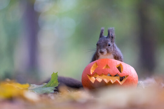 Black coloured red squirrel looking into a carved halloween pumpkin for treats in a park
