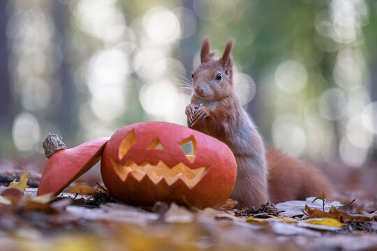Fototapeta Red squirrel eating from a carved halloween pumpkin in a natural park in autumn