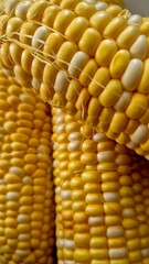 Close Up View of Ripe Corn Ears With Kernels