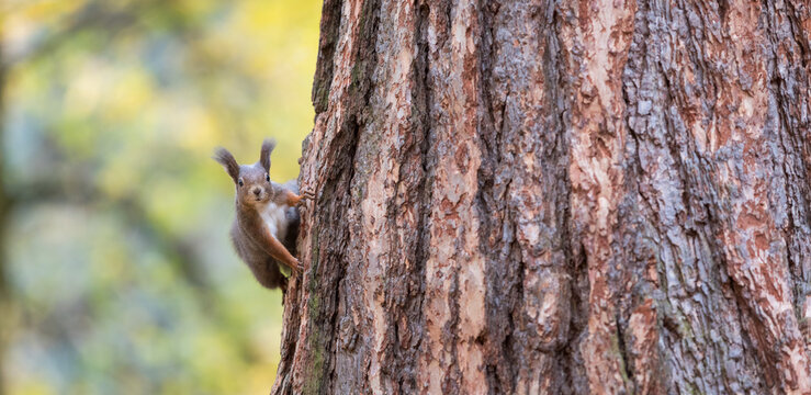 Long image of a cute curious red squirrel on a tree