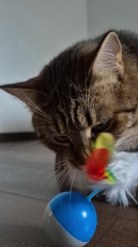 Cat Plays With Rotating Toy on Floor