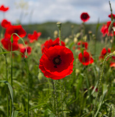 Poppies in a field against a blue sky on a summers evening in North Yorkshire UK