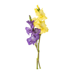 Yellow purple gladiolus flower stems isolated on transparent background