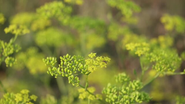 Prairie Parsley. Wild yellow parsley flower.