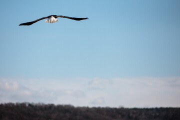 A mature bald eagle in flight over the Wisconsin River, just after being released from rehabilitation by Marge Gibson, Raptor Education Group, Inc. in early November in Sauk City.