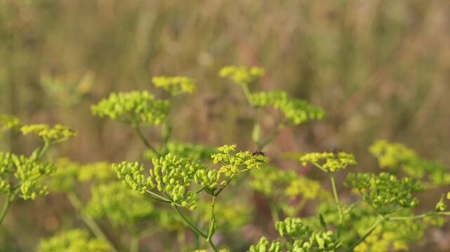 Prairie Parsley. Wild yellow parsley flower.