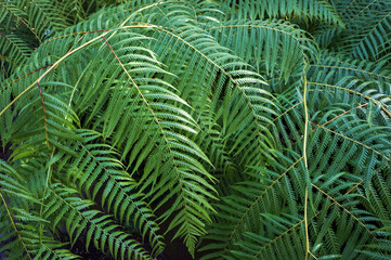 Cibotium Glaucum (Hawaiian tree fern)