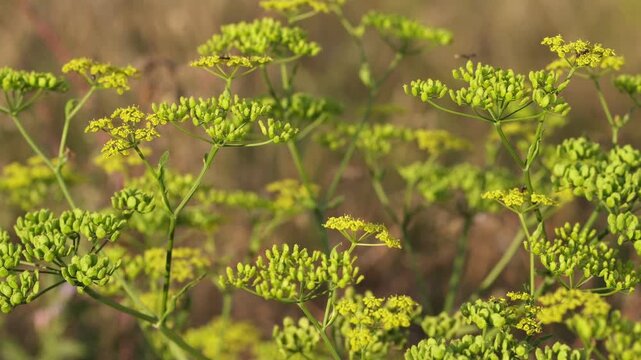 Prairie Parsley. Wild yellow parsley flower.