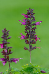 Close up of pink salvia (rocking fuchsia) flowers in bloom