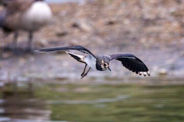 Head on close up of a Lapwing with wings spread hovering over lake surface.