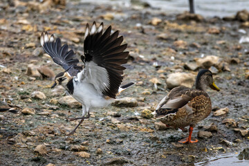 Close up of a Lapwing landing on lake shore near a mallard duck.